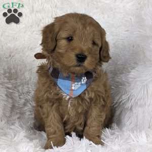 Cupid, Mini Goldendoodle Puppy